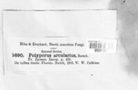 Lentinus arcularius image